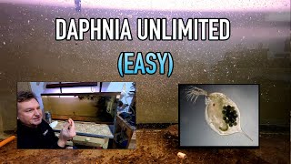 How I Raise Daphnia Water Fleas And You Can Too [upl. by Lynnelle124]