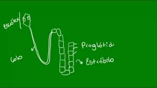 Classe Cestoda dos Platelmintos  Zoologia  Biologia [upl. by Reagen649]