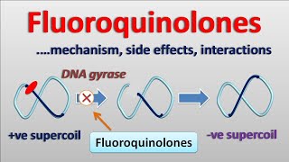 Fluoroquinolones  PART2  Mechanism side effects and interactions [upl. by Atires]