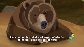 How Do Bears Hibernate [upl. by Cavill]