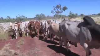 Helicopter Cattle Mustering at Larrawa Station in the Kimberley [upl. by Eybbob971]