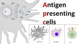 Antigen Presenting Cells APC [upl. by Yalc]