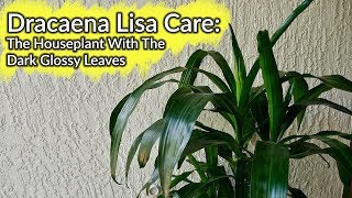 Dracaena Lisa Care The Floor Plant For Tight Spaces With Dark Glossy Foliage  Joy Us Garden [upl. by Sivi]