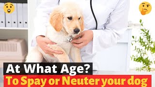 At What age should you Spay or Neuter your pet 🤔 [upl. by Solorac]