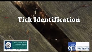 Tick Identification [upl. by Oidgime]