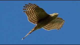 Sparrowhawk Bird Call Bird Song [upl. by Hceicjow]