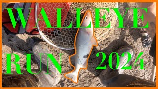 MAUMEE RIVER WALLEYE RUN WALLEYE RUN 2024 [upl. by Enelime368]