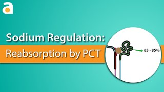 Sodium Regulation Proximal Convoluted Tubule [upl. by Kleper]