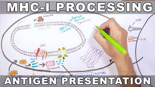 MHCI Processing  Antigen Processing and Presentation [upl. by Minna]