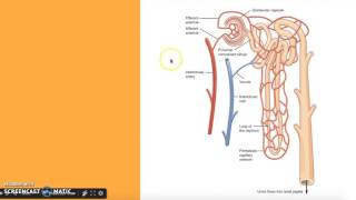 Osmoregulation and the Nephron in Humans [upl. by Oremo]