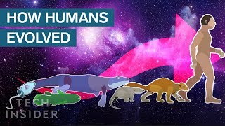 Incredible Animation Shows How Humans Evolved From Early Life [upl. by Lindsley]