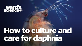 Caring and Culturing for Daphnia [upl. by Imray657]