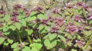 Flower Gardening Tips  How to Grow Dead Nettle Lamium [upl. by Dnaltiac724]