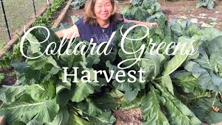 How to Grow Collard Greens  Huge Harvest [upl. by Kandace]