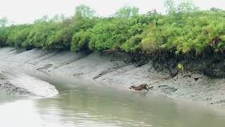 Sundarban Tiger  Tiger Royal Bengal Tiger  Its A Rare Video [upl. by Elhsa853]