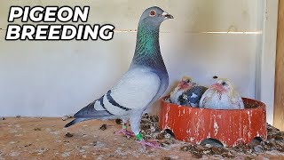 Basic PIGEON Breeding Requirments [upl. by Moina]