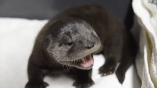 Watch Rescued Baby Otters Adorably Squeak While Playing [upl. by Bijan]