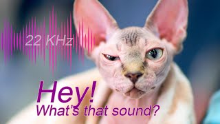 🙀🎶🙀Only Cats Can Hear This [upl. by Pesvoh]