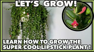 HOW TO GROW LIPSTICK PLANT [upl. by Nygem]