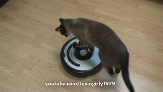 Cat shows HOW TO use iRobot Roomba Vacuum [upl. by Nivla]