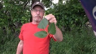 How to never have a serious poison ivy rash again [upl. by Fryd609]