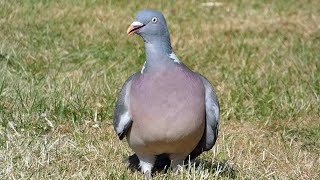 Bird Facts The Common Wood Pigeon [upl. by Atinuahs]