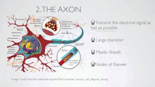 what is the axon [upl. by Aicilak]