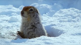 How an Arctic Squirrel Survives Winter  Wild Alaska  BBC Earth [upl. by Anwahsiek]