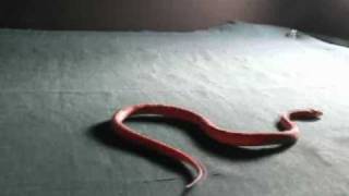 Snake Locomotion [upl. by Elburt]