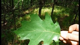 Tree Identification  Northeastern Hardwoods [upl. by Drogin]