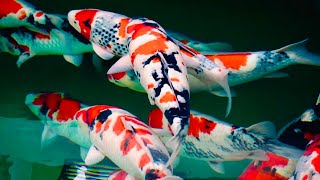 These Koi Fish Are Beautiful FIRST KOI FARM VISIT IN 2020 [upl. by Murtha]