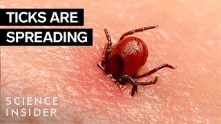 Why Ticks Are So Hard To Kill [upl. by Findlay]