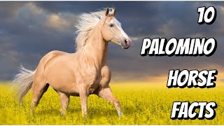 10 PALOMINO horse facts [upl. by Notsob832]