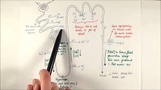 A2 Biology  Selective reabsorption OCR A Chapter 155 [upl. by Cannell]