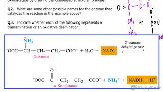 Transamination and Oxidative Deamination [upl. by Sikko]