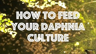 How To Feed Your Daphnia Culture [upl. by Beitch]