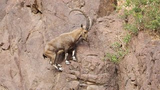 Mountain Climbing Goats  ibex cliff climing  Nature is Everything [upl. by Assenay326]