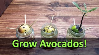 How To Grow An Avocado Plant From Seed [upl. by Rramel]