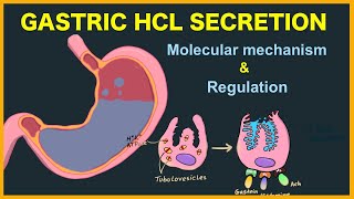 Gastric acid HCL secretion Mechanism and Regulation [upl. by Aihcsrop]