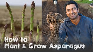 How to Plant and Grow Asparagus from Asparagus Crowns [upl. by Lengel]