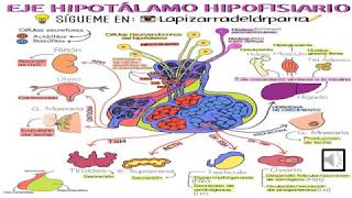 Tumores hipofisiarios Neurociencias [upl. by Garmaise]