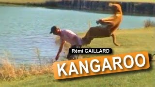 KANGAROO REMI GAILLARD [upl. by Lucania262]