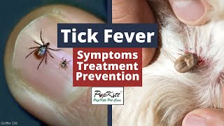 Tick Fever Symptoms Treatment Prevention  By Dr Anirudh Mittal  PupkittPetCare [upl. by Solraced892]