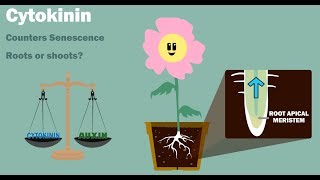 PLANT HORMONES  Auxin Gibberellin Cytokinin Ethylene Abscisic Acid [upl. by Sterling]