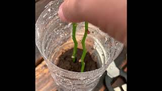 How To Grow Orchids From Stem Cuttings [upl. by Yesnikcm]