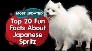 Top 20 Fun Facts about Japnese Spitz MOST UPDATED [upl. by Gilleod]