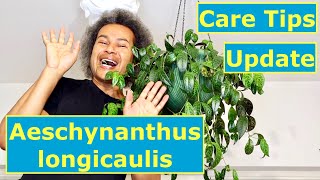 Update amp Care Tips  Aeschynanthus longicaulis Lipstick Plant [upl. by Ailis]