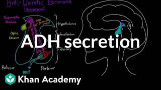 ADH secretion  Renal system physiology  NCLEXRN  Khan Academy [upl. by Adlihtam]