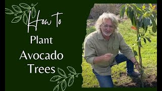 How to Plant Avocado Trees [upl. by Rosaleen171]