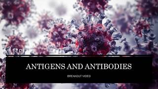 Antigens and Antibodies [upl. by Nnyw]